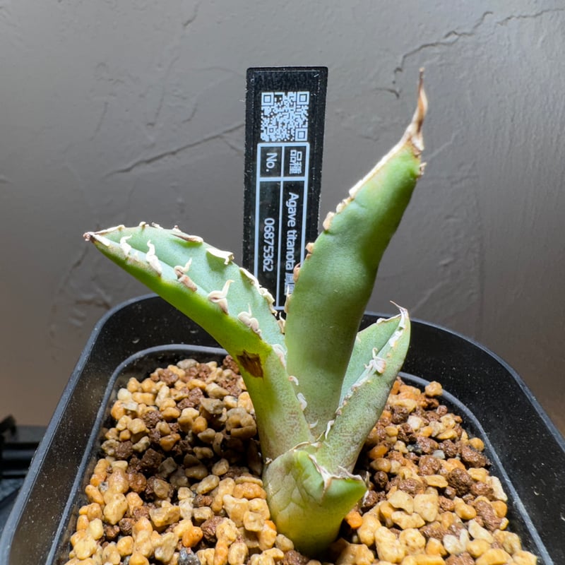 管理No.06875362】アガベ チタノタ 鳳凰（発根済） ｜ Agave Titanot