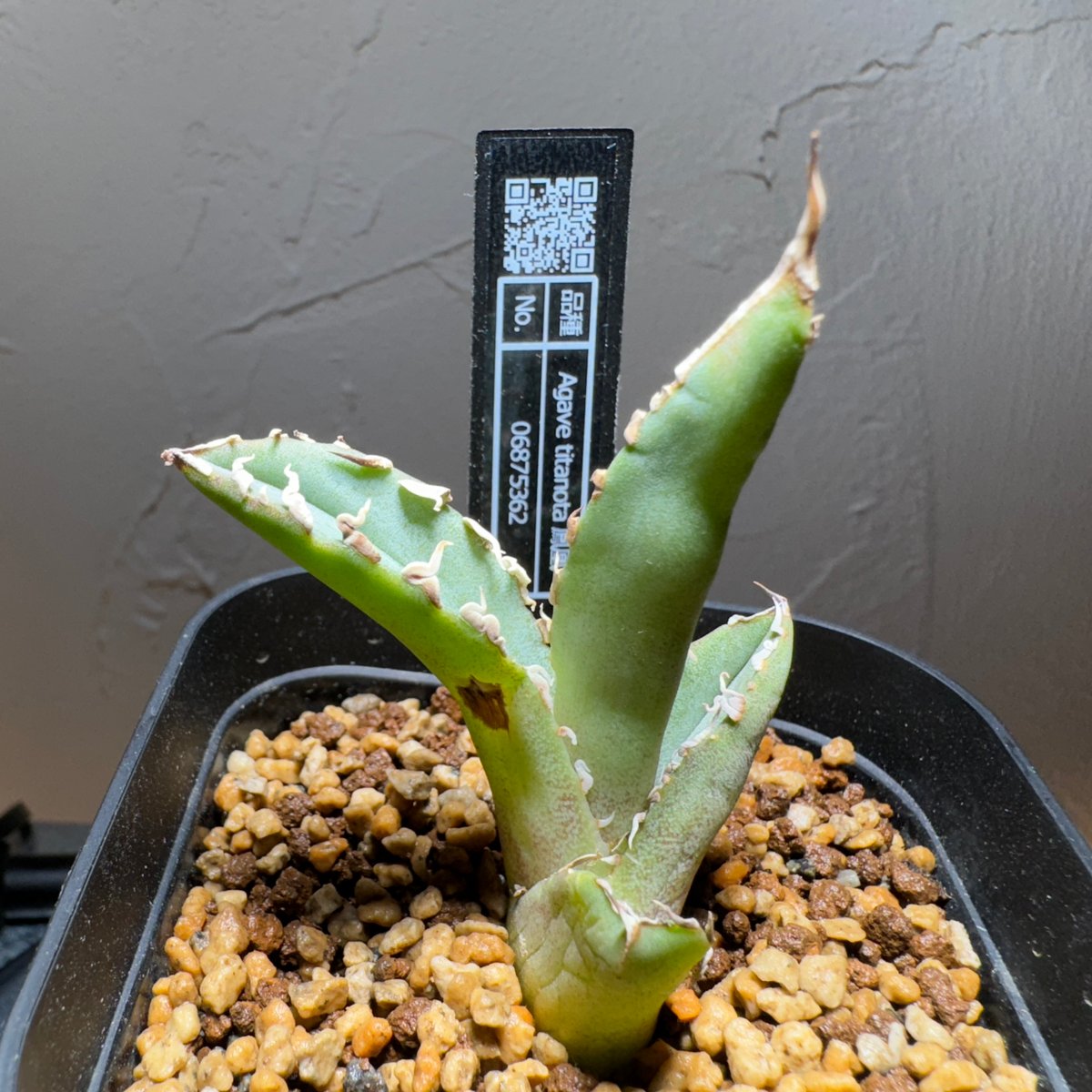 管理No.06875362】アガベ チタノタ 鳳凰（発根済） ｜ Agave Titanot