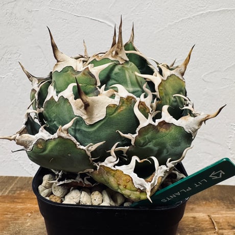 Agave “White Whale” （アガベ 白鯨）