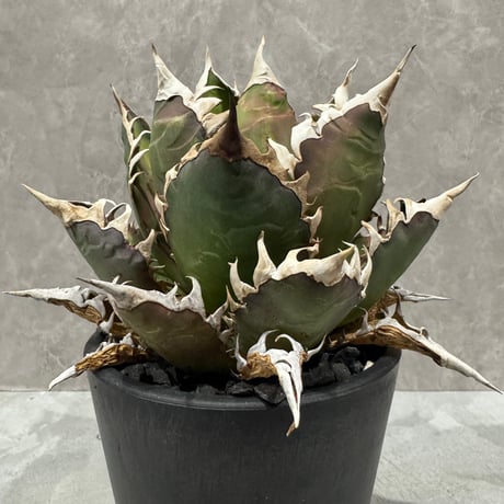 Agave “Gorineko” （アガベ ゴリ猫）