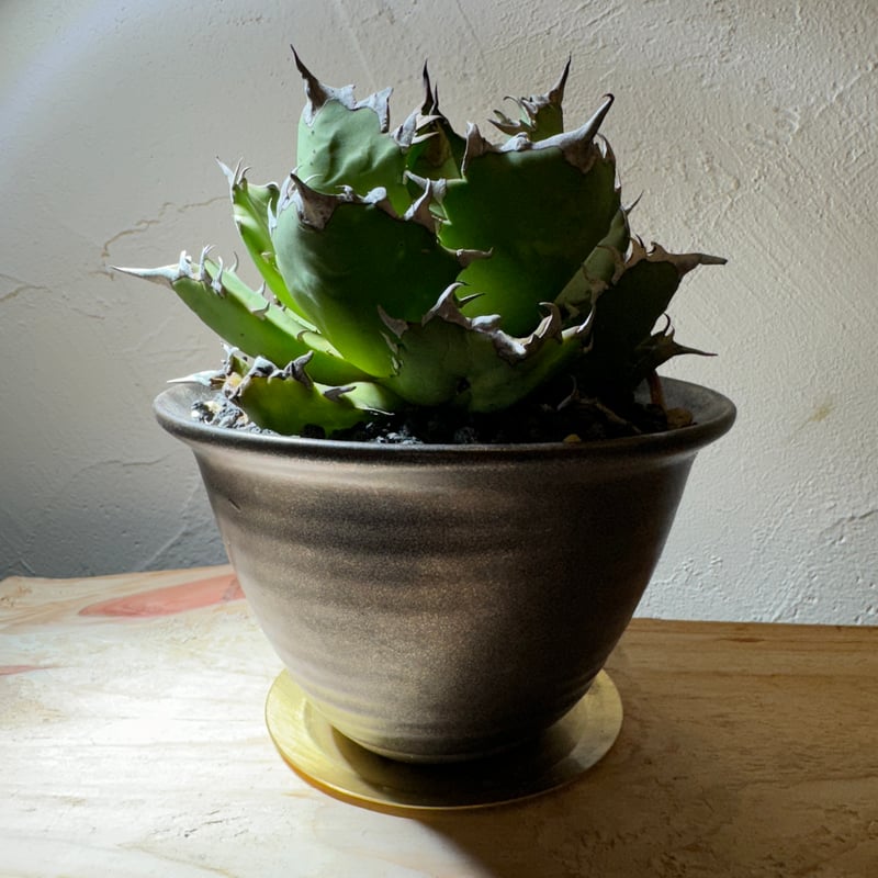 ♥志野　鉢　木箱付き　四方鉢　陶板　古玩　骨董品 Hiroki Miura 〈Flower pot〉#84 – Blumo