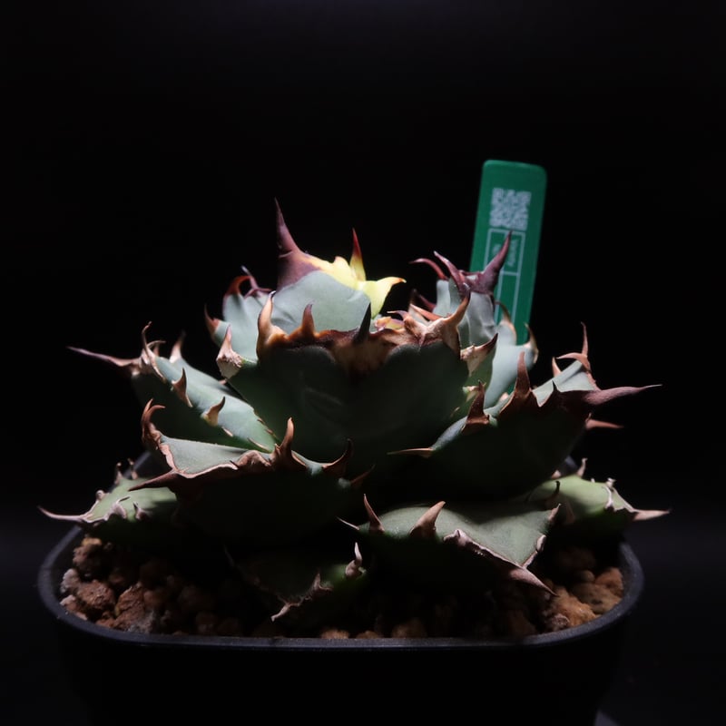 管理No.08725476】アガベ チタノタ 姫厳龍（発根済） ｜ Agave Titan