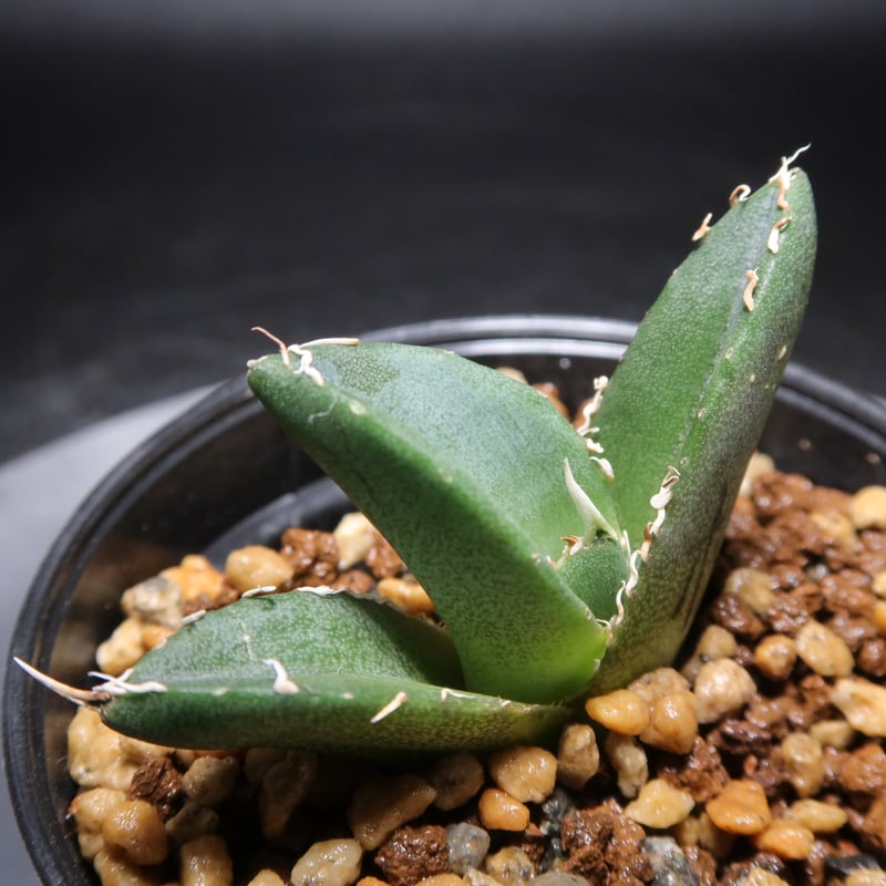 星空　龍球会産　子株　発根済 管理No.58690028】アガベ 星空（発根済） | LIT PLANTS l リット