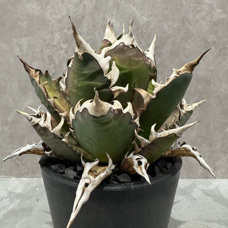 Agave “Gorineko” （アガベ ゴリ猫）