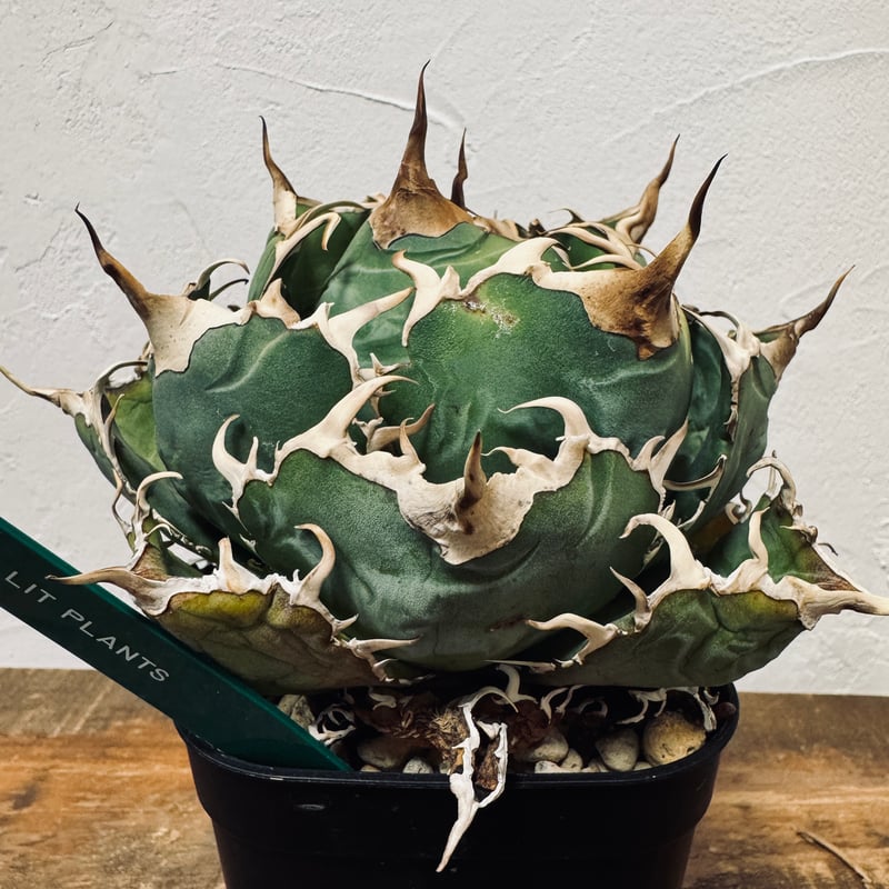 ホワイトホエール(白鯨)/アガベ Agave “White Whale” （アガベ 白鯨） | LIT PLANTS l リット