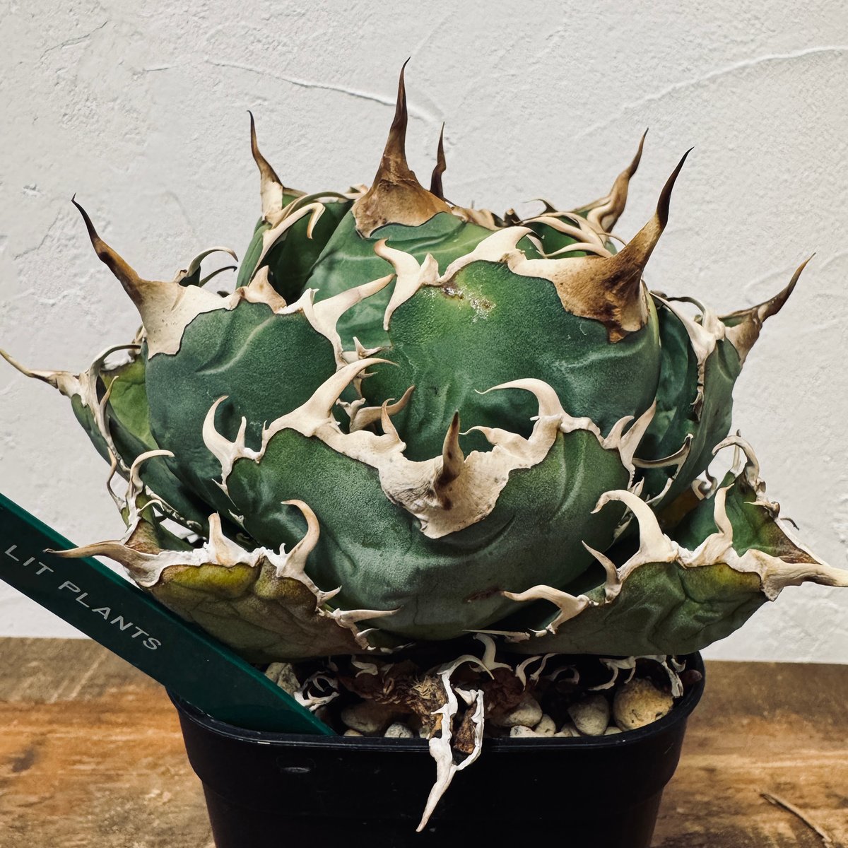 Agave “White Whale” （アガベ 白鯨） | LIT PLANTS l リット