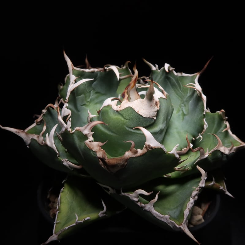 管理No.43500098】アガベ 厳選白鯨(発根済) | Agave White 管理No.43500098】アガベ 厳選白鯨(発根済) | Agave White