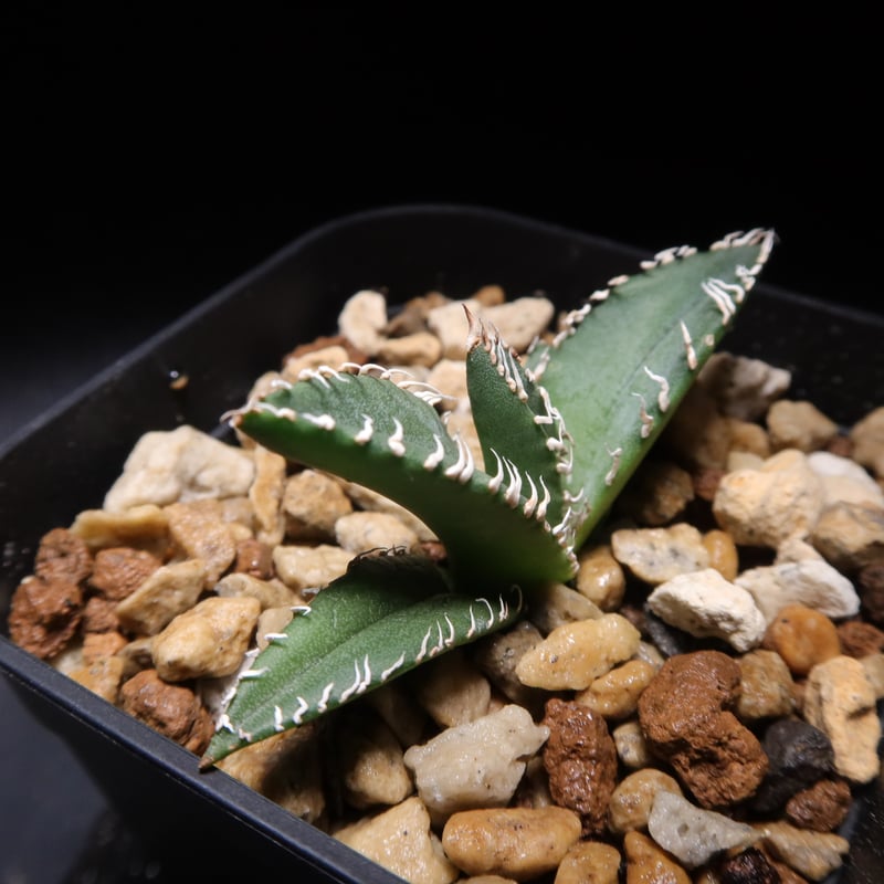 595【上澳園芸】 アガベ チタノタ デルタ 良質子株 LED管理株 上澳園芸】 アガベ チタノタ デルタ 良質子株 LED管理株