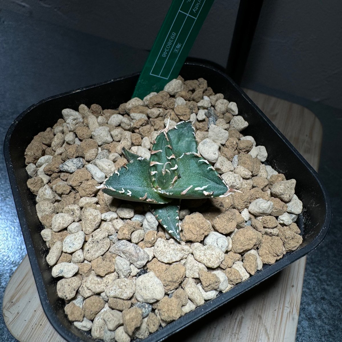 管理No.89380348】アガベ チタノタ 海王（発根済） ｜ Agave