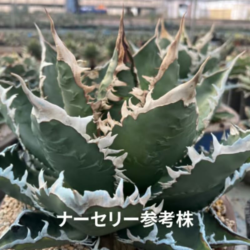 管理No.68762437】アガベ チタノタ 海王(発根済) | Agave 管理No.68762437】アガベ チタノタ 海王(発根済) | Agave