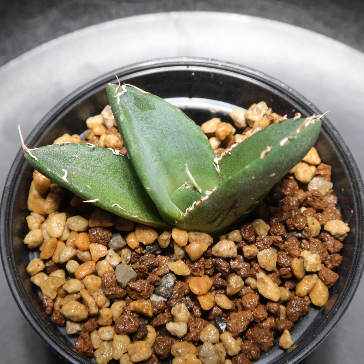 星空　龍球会産　子株　発根済 星空 龍球会産 子株 発根済 CATEGORY Agave | AgaveLives