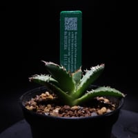 特別価格】アガベ SAD（発根済） ｜ Agave titanota SAD “sout