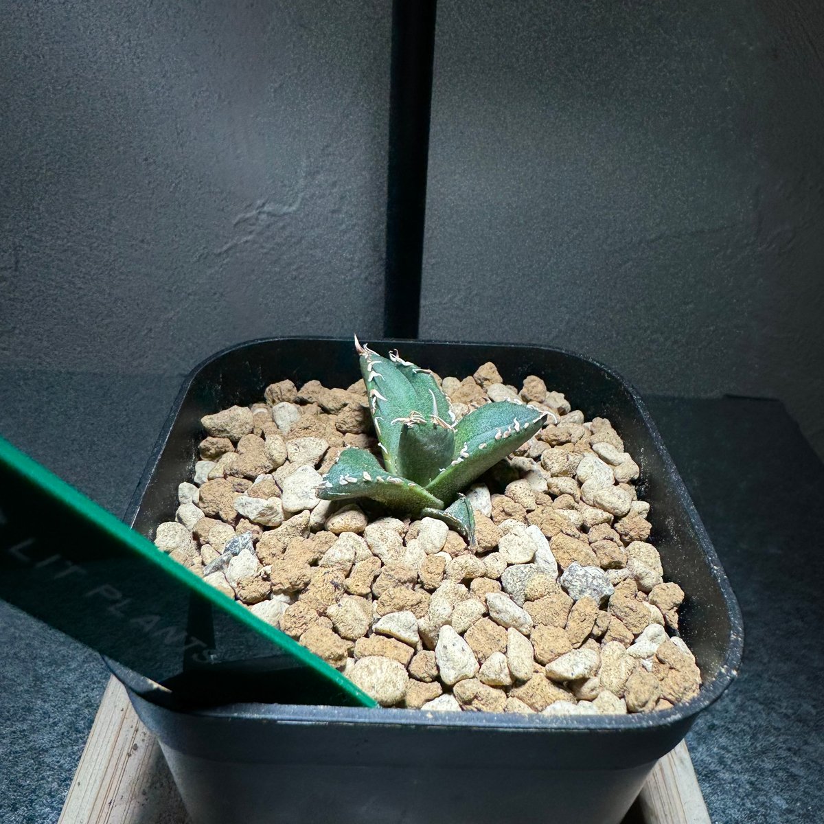 管理No.89380348】アガベ チタノタ 海王（発根済） ｜ Agave Titanot