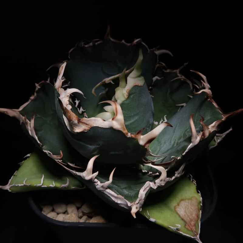 管理No.78018204】アガベ 厳選白鯨(発根済) | Agave White 管理No.78018204】アガベ 厳選白鯨(発根済) | Agave White