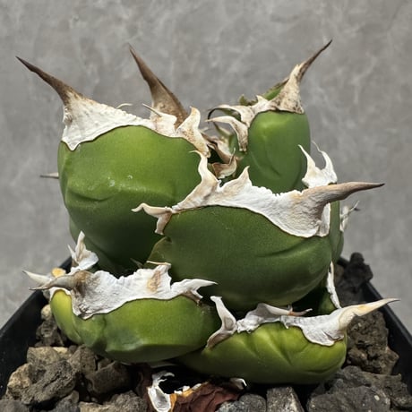 CATEGORY SAD | LIT PLANTS l リットプランツ