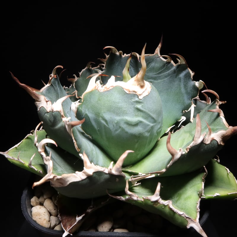 管理No.41396665】アガベ 厳選白鯨(発根済) | Agave White 管理No.41396665】アガベ 厳選白鯨(発根済) | Agave White