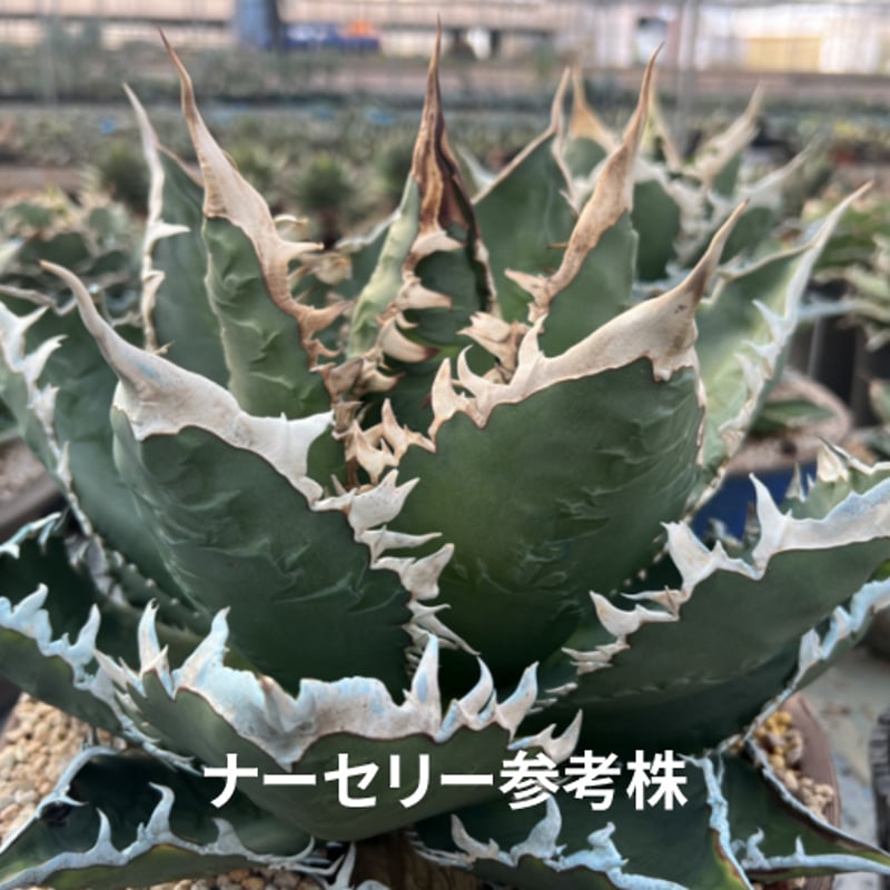 アガベ チタノタ 海王 親株 【公式通販】