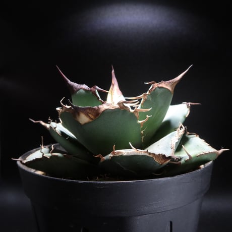 CATEGORY 黒豹 | LIT PLANTS l リットプランツ