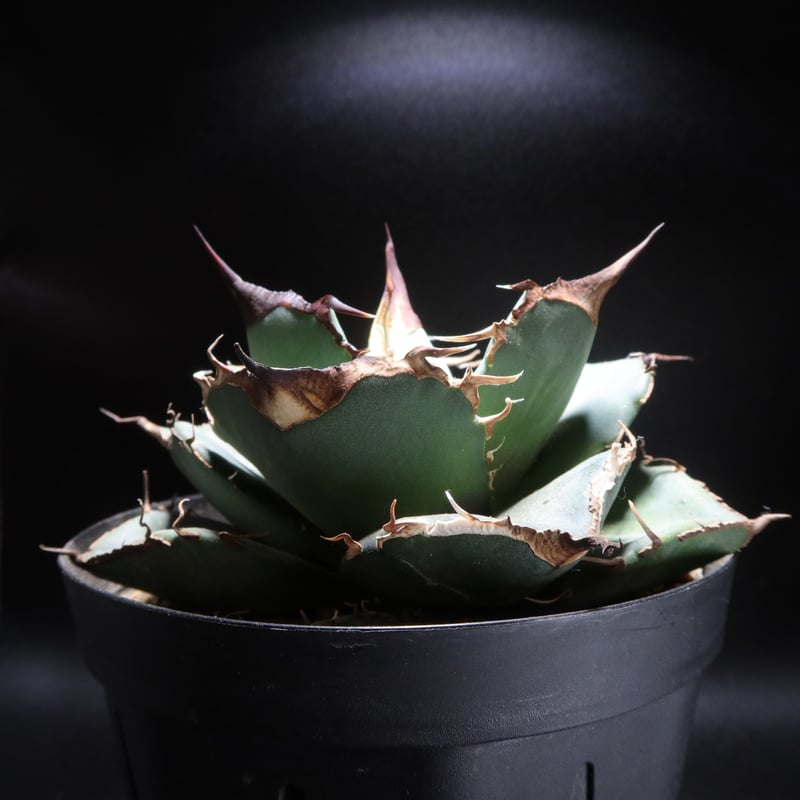 管理No.62482635】アガベ チタノタ 黒豹(発根済) | Agave 管理No.62482635】アガベ チタノタ 黒豹(発根済) | Agave