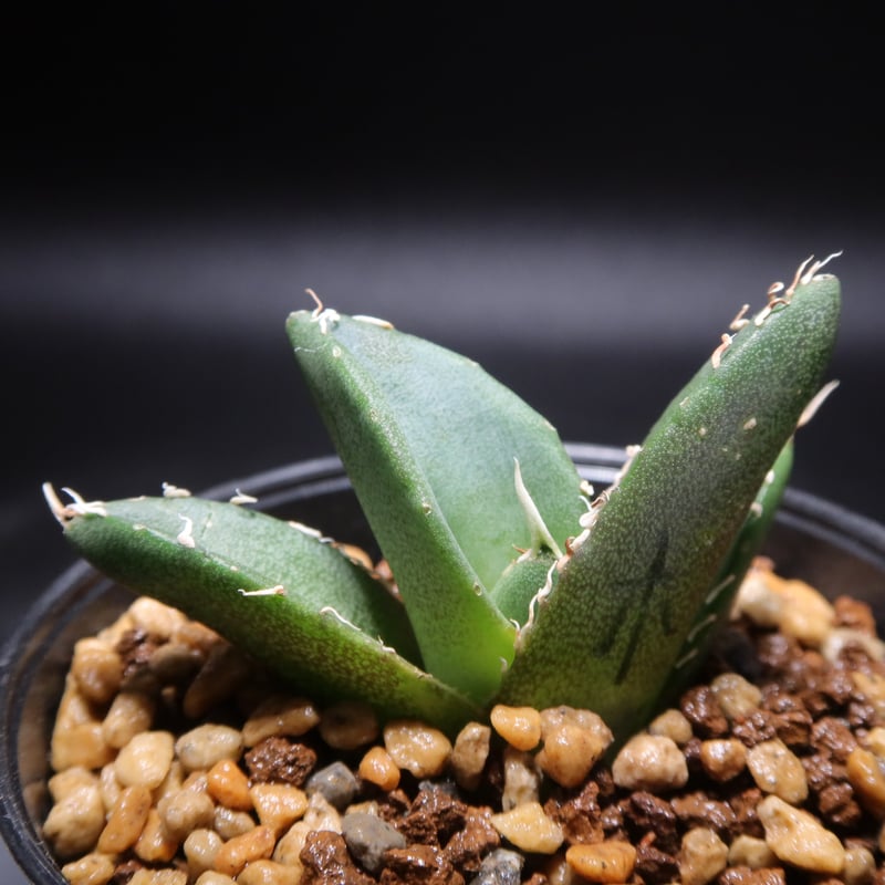 管理No.42209351】アガベ チタノタ 木（発根済） | LIT PLANTS l リ