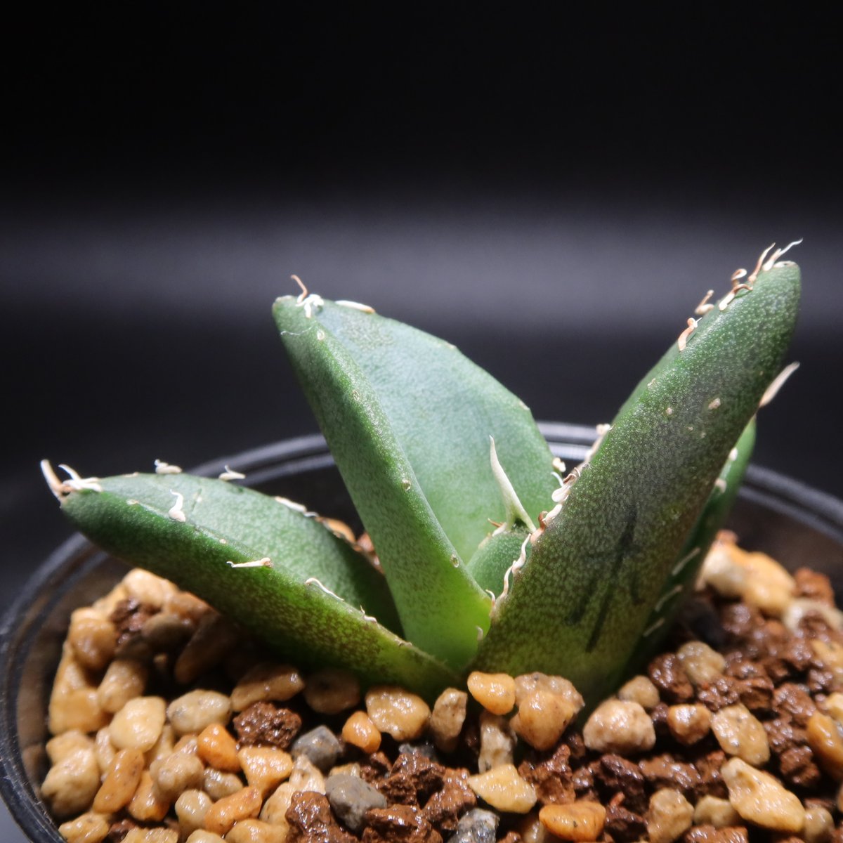 管理No.42209351】アガベ チタノタ 木（発根済） | LIT PLANTS l