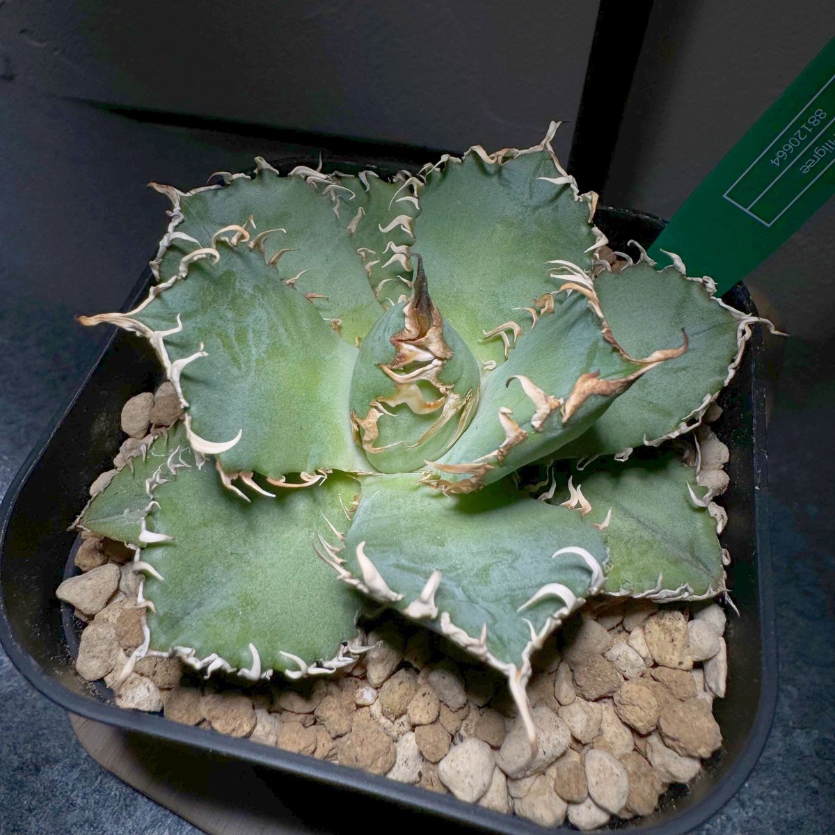 アガベ チタノタ フィリグリー アガベ チタノタ フィリグリー 6 Agave titanota filigree | Mel