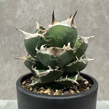 Agave “Polaris” （アガベ 北極星）