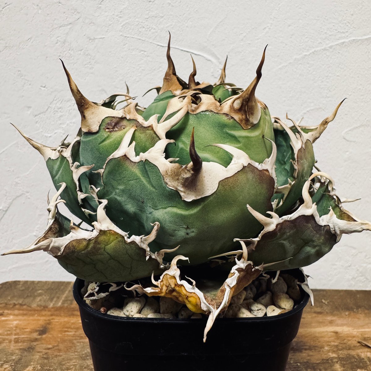 Agave “White Whale” （アガベ 白鯨） | LIT PLANTS l リット