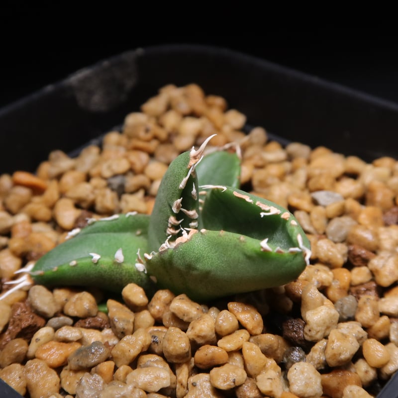 管理No.09016998】アガベ チタノタ 狼人（発根済） | LIT PLANTS l