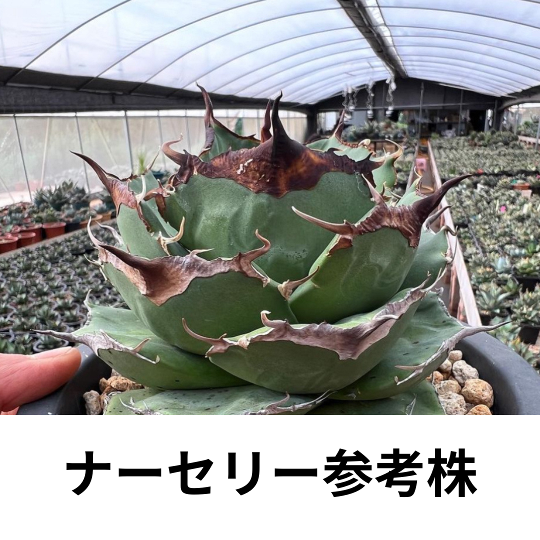管理No.62482635】アガベ チタノタ 黒豹(発根済) | Agave 管理No.62482635】アガベ チタノタ 黒豹(発根済) | Agave