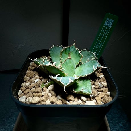CATEGORY フィリグリー | LIT PLANTS l リットプランツ CATEGORY フィリグリー | LIT PLANTS l リットプランツ