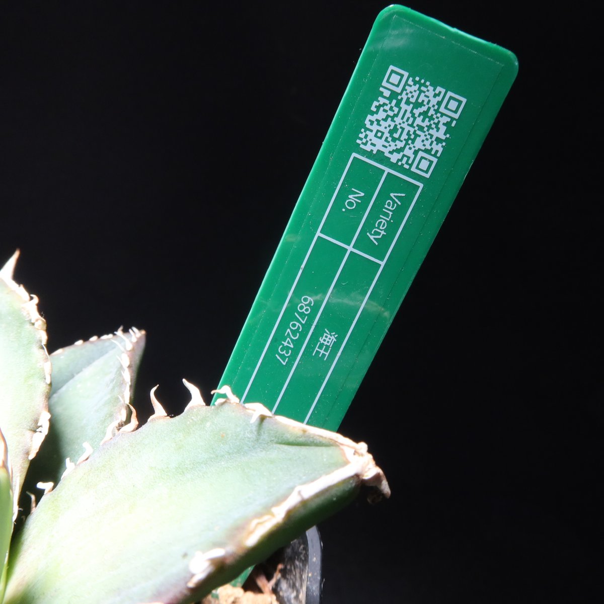 管理No.68762437】アガベ チタノタ 海王（発根済） ｜ Agave