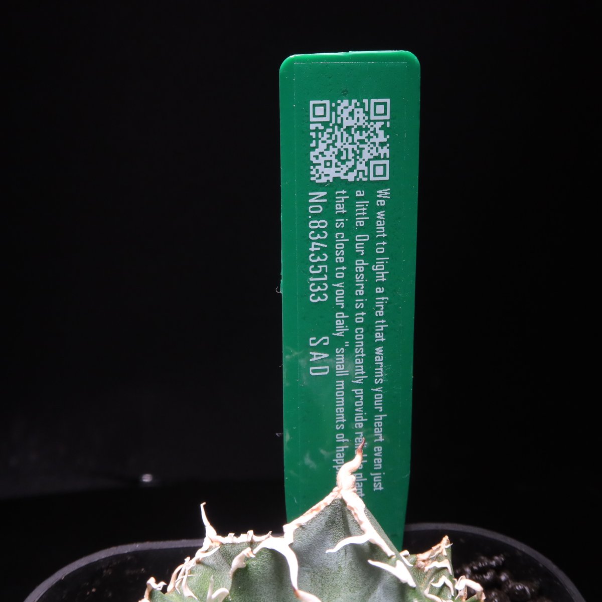 管理No.83435133】アガベ SAD（発根済） ｜ Agave titanota