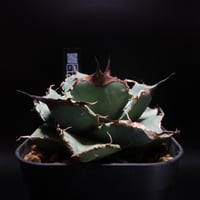 管理No.83435133】アガベ SAD（発根済） ｜ Agave titanota