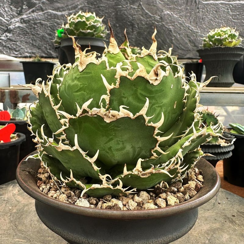 管理No.88120664】アガベ チタノタ フィリグリー（発根済