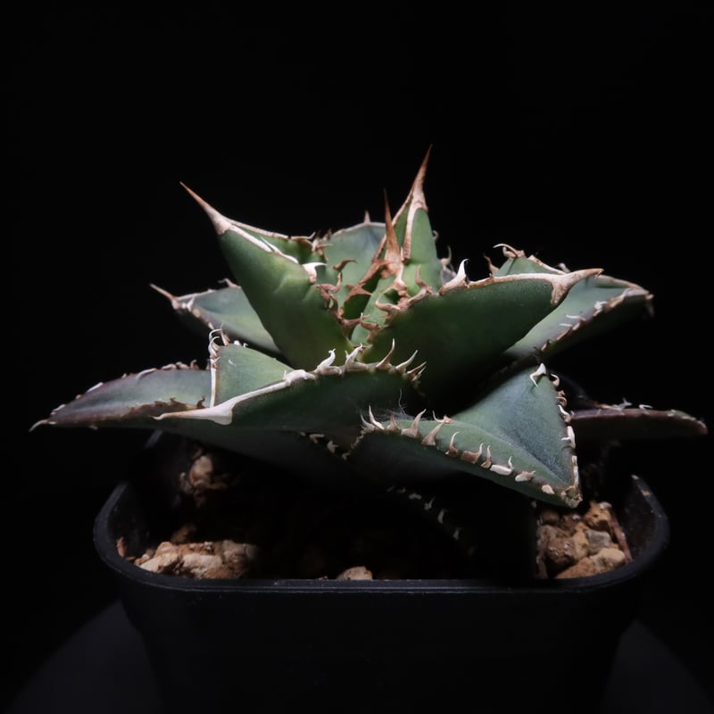 管理No.68762437】アガベ チタノタ 海王(発根済) | Agave 管理No.68762437】アガベ チタノタ 海王(発根済) | Agave