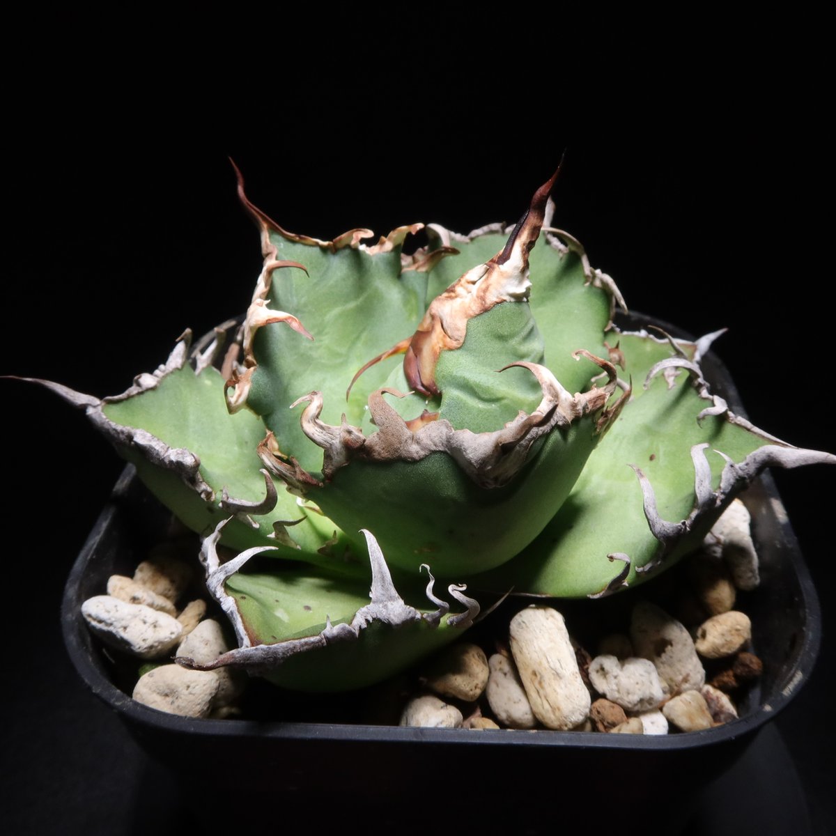 管理No.31289181】アガベ シーザー（発根済） | Agave titanota