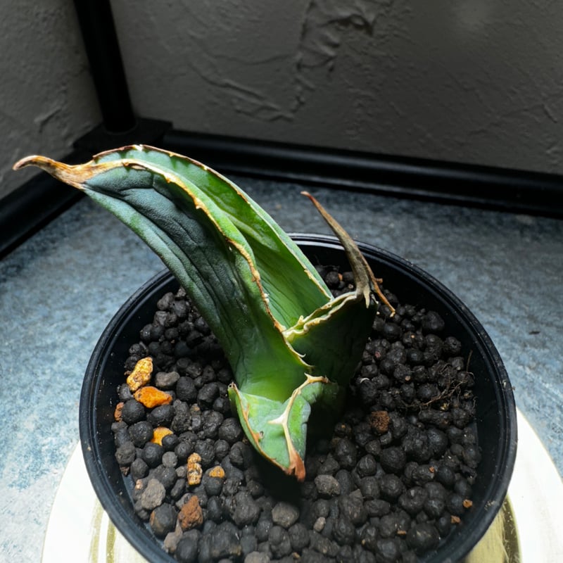 SAD 斑入り アガベ チタノタ 子株 【公式通販】