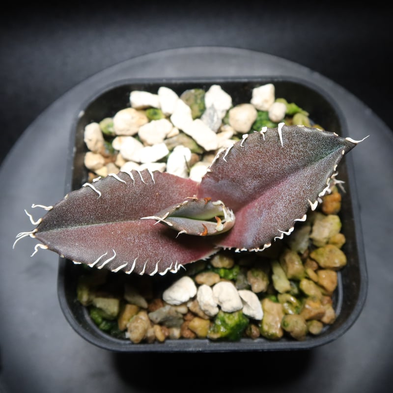 龍球会産　金剛 2025年最新】龍球会 アガベの人気アイテム - メルカリ