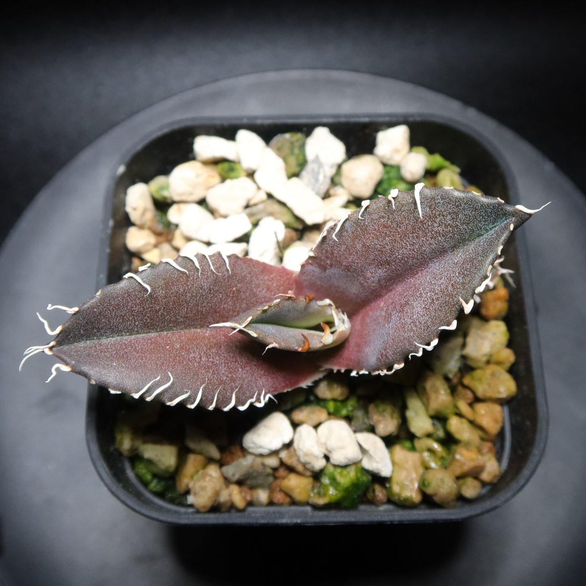 龍球会産　金剛 fit=scale-down,w=1200