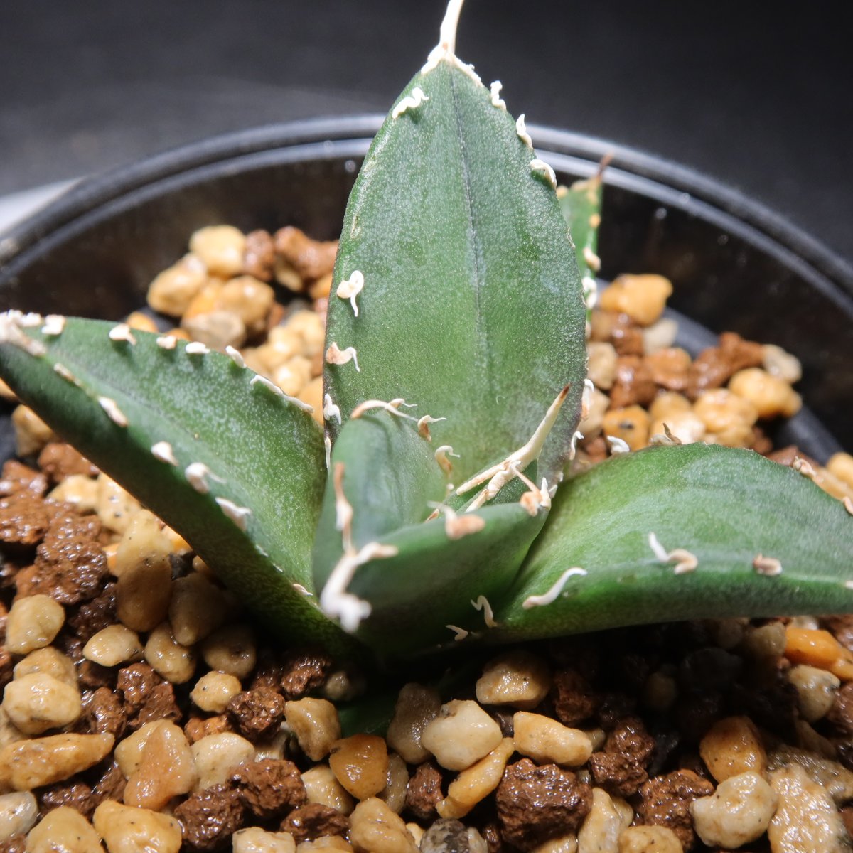 アガベ チタノタ 才ア八力実生A4/超強鋸歯/発根済み /プツプツ 強棘OC株 アガベ チタノタ 才ア八力実生A4/超強鋸歯/発根済み /プツプツ 強