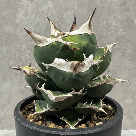 Agave “Polaris” （アガベ 北極星）