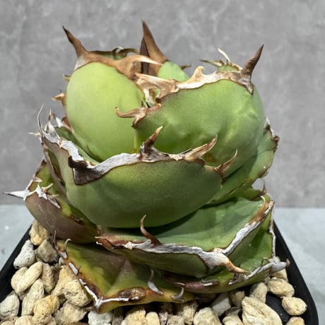 Agave “Juggernaut” （アガベ ジャガーノート）