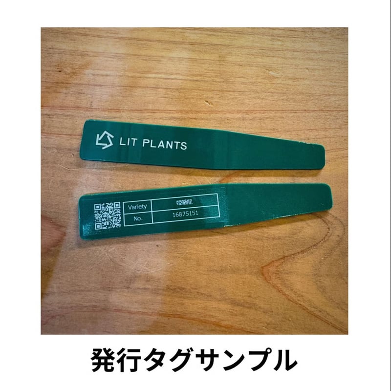 管理No.87232531】アガベ 金剛（発根済） | LIT PLANTS l リット