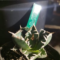 特別価格】アガベ SAD（発根済） ｜ Agave titanota SAD “sout