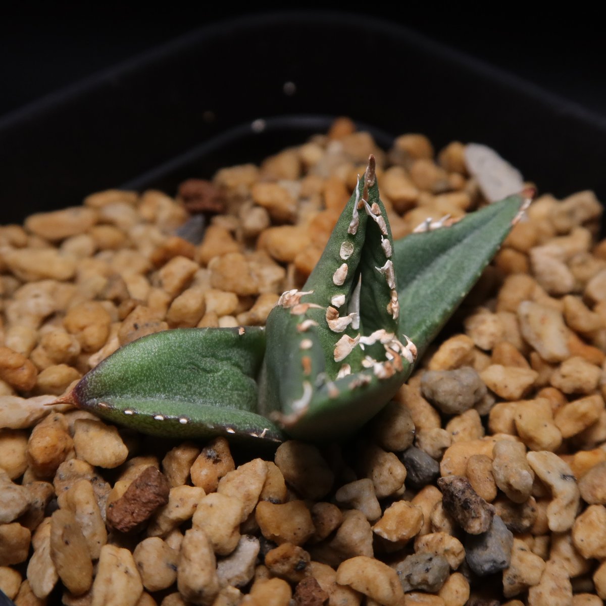 管理No.64983535】アガベ チタノタ 狼人（発根済） | LIT PLANTS l