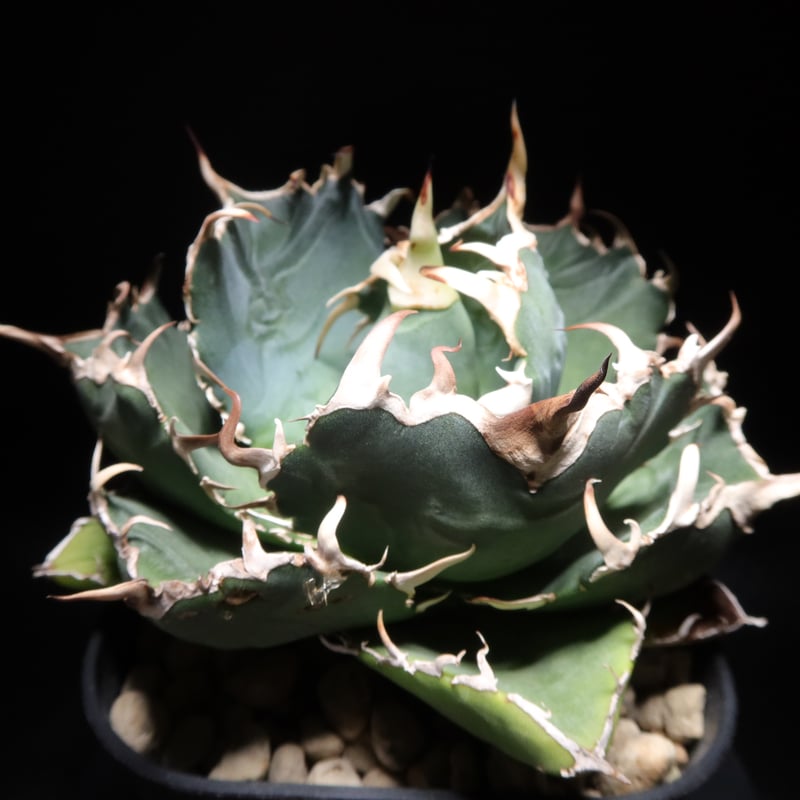 管理No.41396665】アガベ 厳選白鯨(発根済) | Agave White 管理No.41396665】アガベ 厳選白鯨(発根済) | Agave White