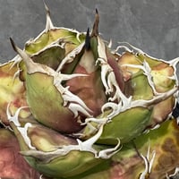 Agave “Ivory Rose” （アガベ アイボリーローズ）
