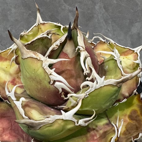 CATEGORY AGAVE -アガベ- | LIT PLANTS l リットプランツ