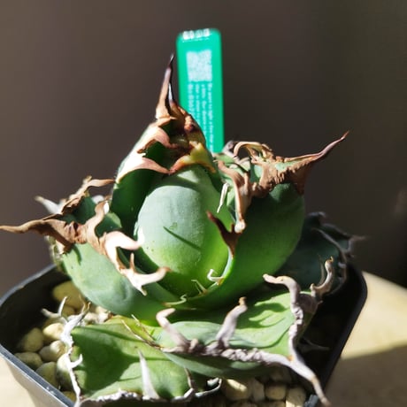 CATEGORY AGAVE -アガベ- | LIT PLANTS l リットプランツ